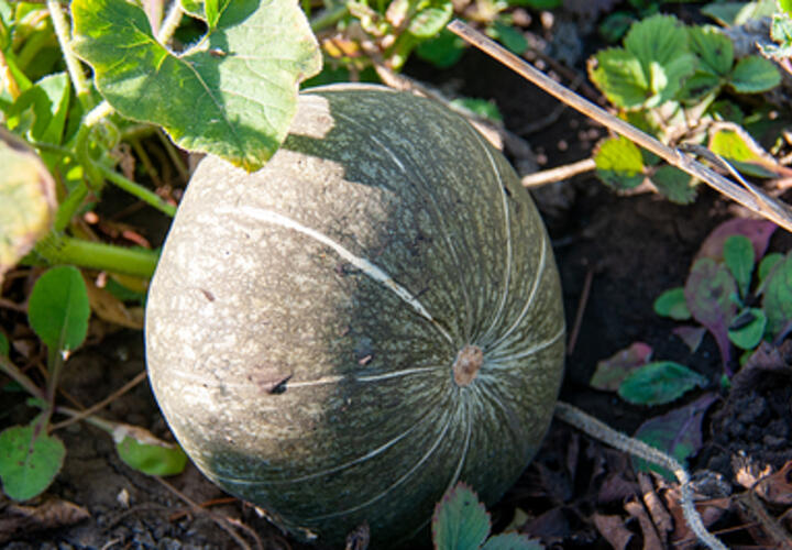 Тыква помогает устранить ряд болезнетворных факторов