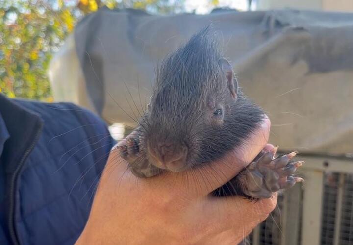 У спасенных из сафари-парка Сочи дикобразов родился малыш