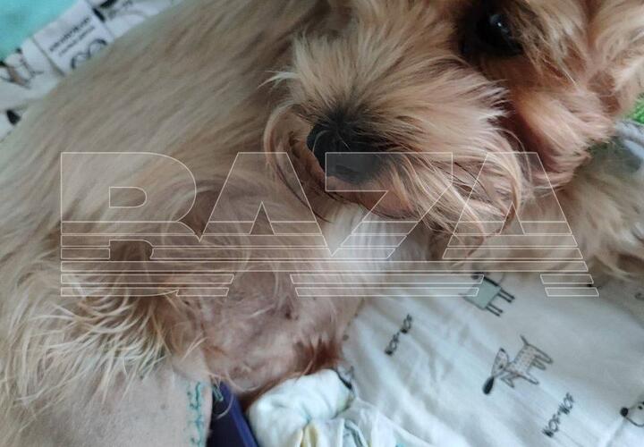 В Краснодаре ветеринар во время операции перепутал лапы у собаки