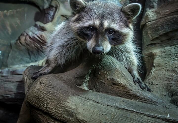 В Новороссийске еноты уничтожили урожай хурмы и винограда