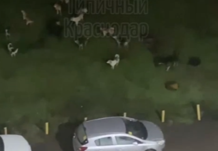 Свора бродячих собак лает под окнами жителей поселка Плодородный