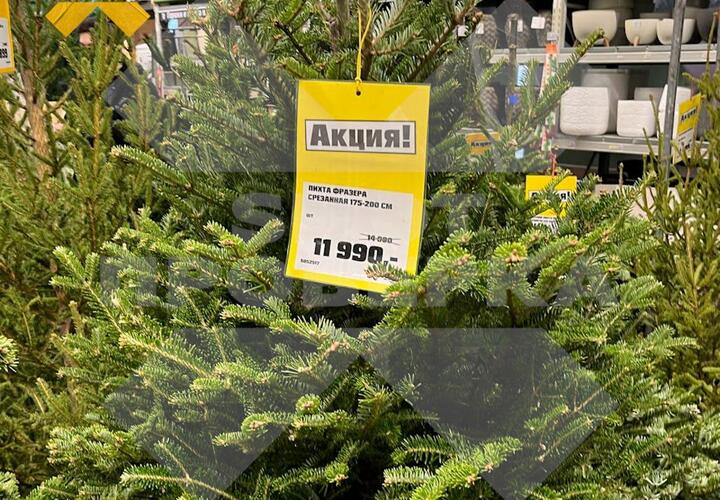 Елка по цене смартфона: новогодние традиции резко взлетели в цене