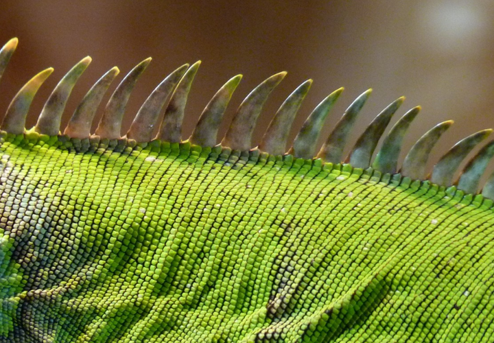 Кому повезет в Год Зеленого Дракона, период возрождения и новых возможностей