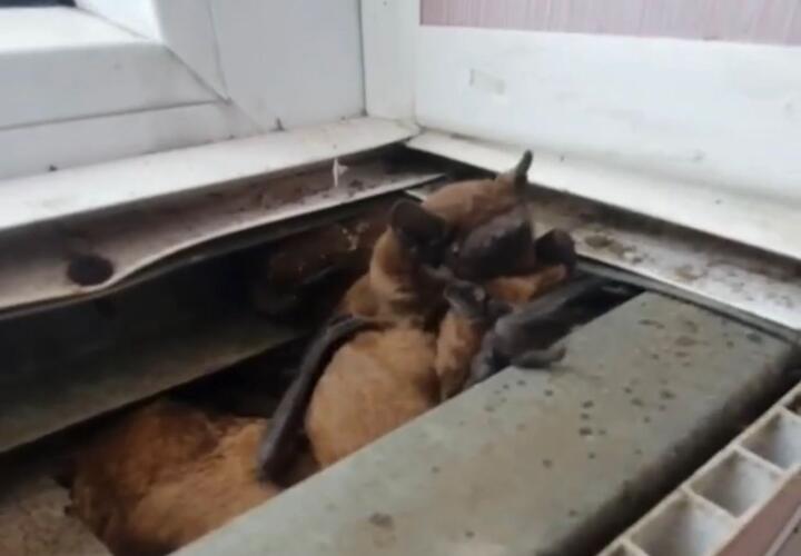 В заповеднике животные сумеют себя прокормить и устроиться на зимовку 