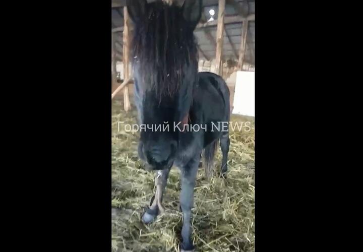 На Кубани жители станицы Черноморской просят спасти жеребца от нерадивых хозяев