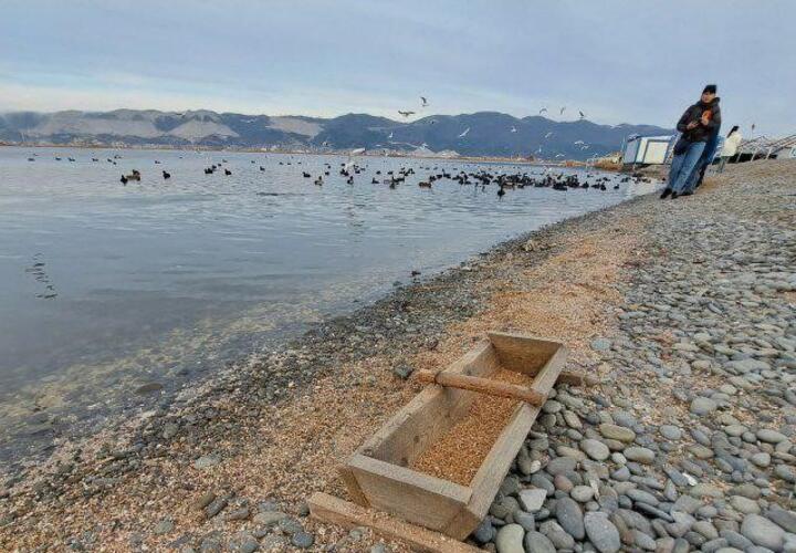 Кормушку с правильным питанием для птиц установили в Новороссийске