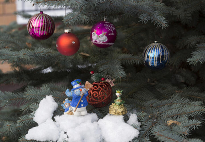 От 16 тысяч: жительница Краснодара оказалась шокирована ценами на живые новогодние елки