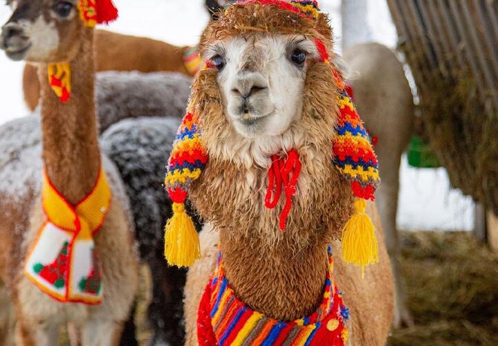 Сочинские альпаки гуляют в дизайнерских шапках 