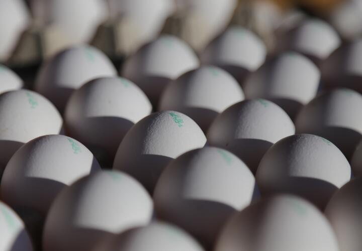 Кубанцы могут начать есть яйца из Ирана 