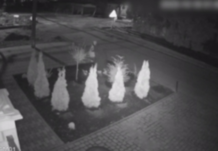 Украденные растения женщина продала