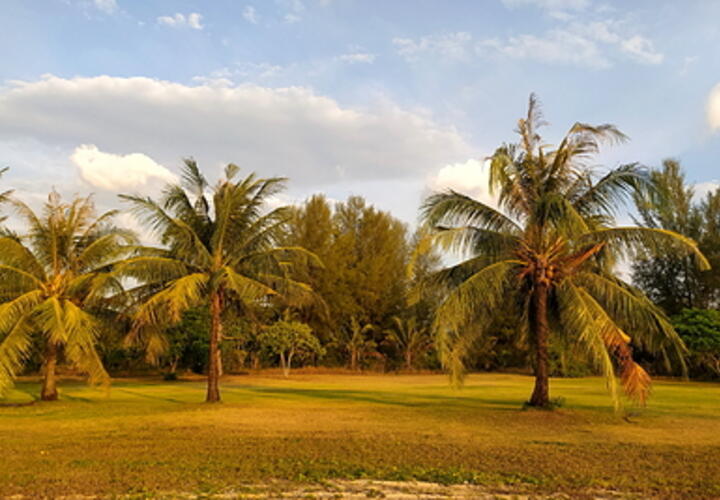 В центре Сочи собираются высадить более сотни новых крупных пальм из местных питомников