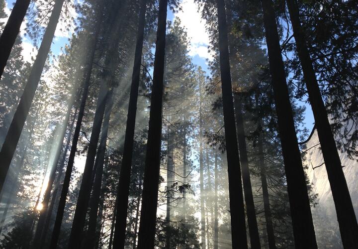 В Гулькевичах мужчина задушил возлюбленную и спрятал тело в лесу