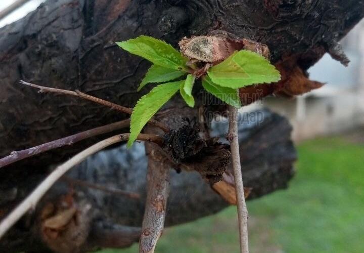 В Краснодаре пустила листья алыча