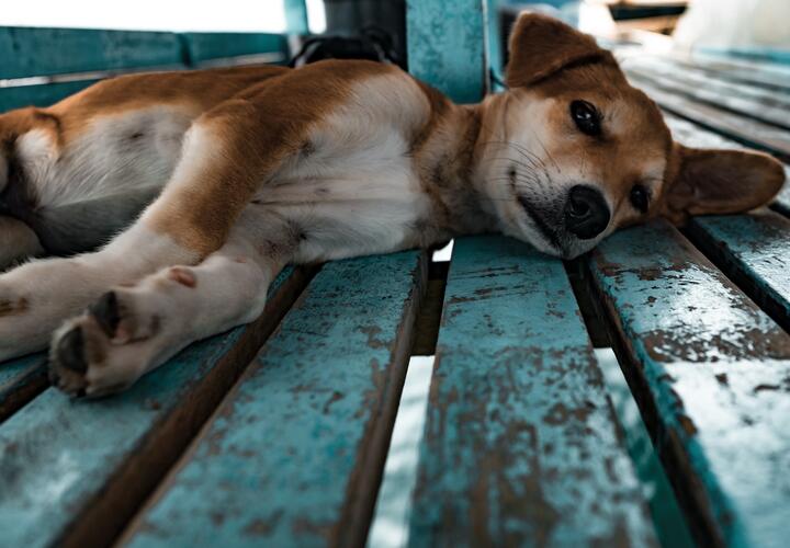 В Новороссийске бродячих собак не дают отлавливать жители