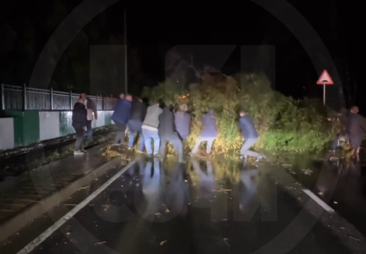 В Сочи штормовым ветром повалены десятки деревьев и сорваны крыши