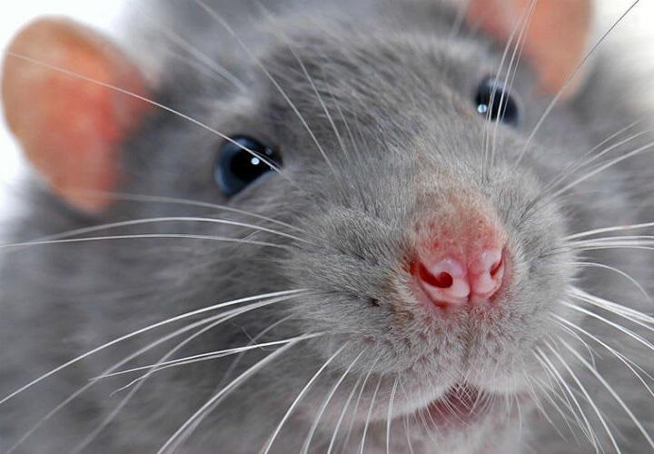 В Туапсе после укуса крысы девочку забрала скорая помощь