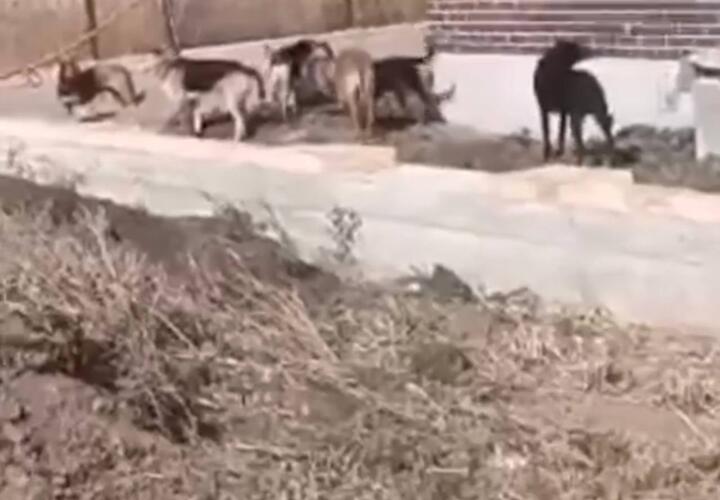 Жители Краснодара просят избавить их район от одичавших собак