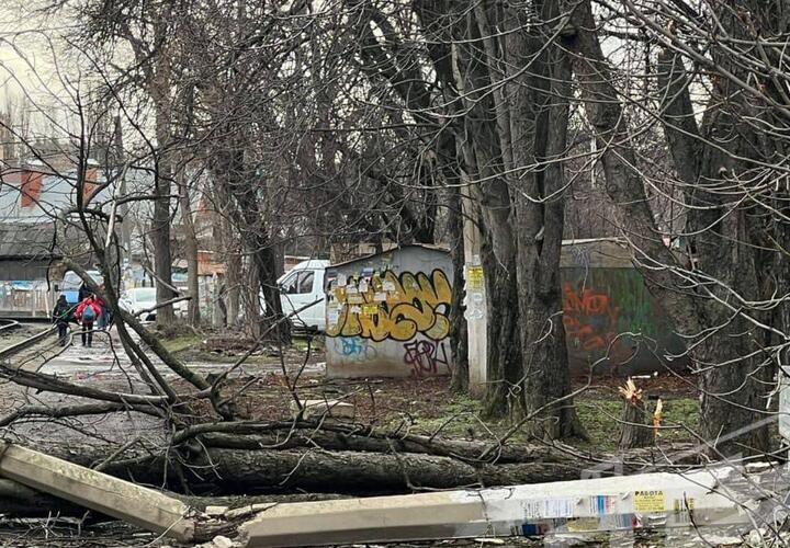 Упавшее дерево в Краснодаре повредило опору на трамвайных путях 