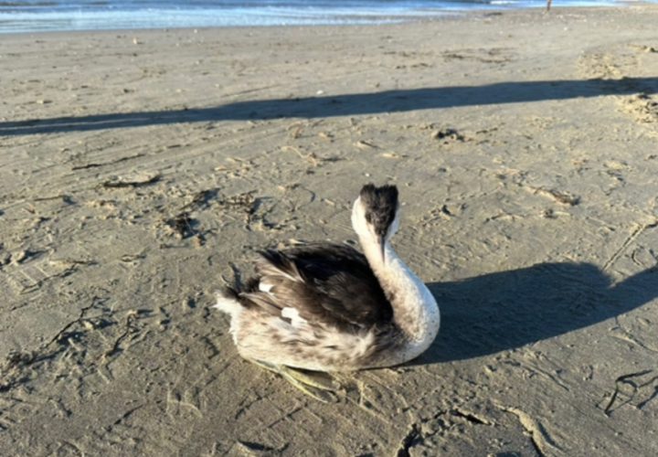 Девушка увидела торчащую кость из окровавленного крыла птицы