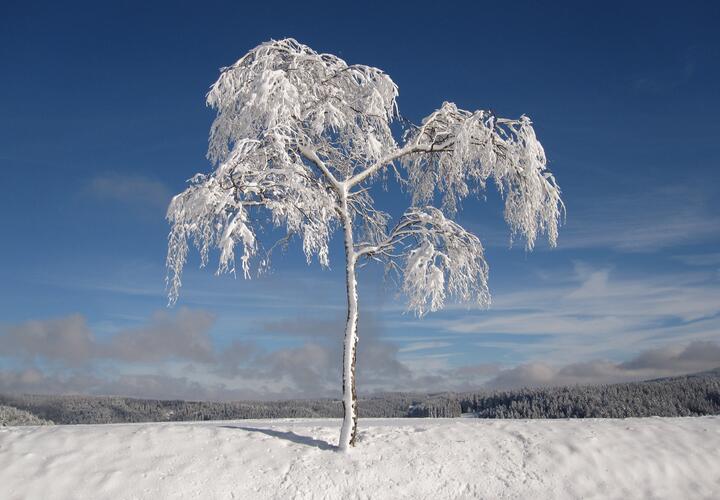 Минус 25: в ближайшие дни в Краснодарском крае резко похолодает
