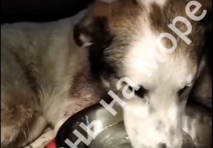 Неадекват расстреливает бездомных собак и котов в Геленджике 