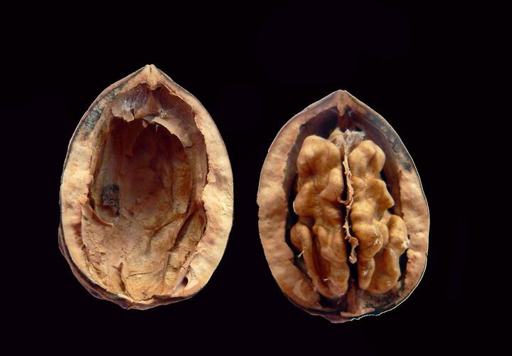 О пользе грецких орехов рассказали учёные