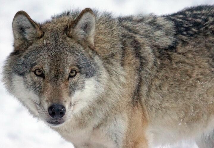 Обглоданный труп мужчины со съеденными внутренностями нашли в Краснодарском крае