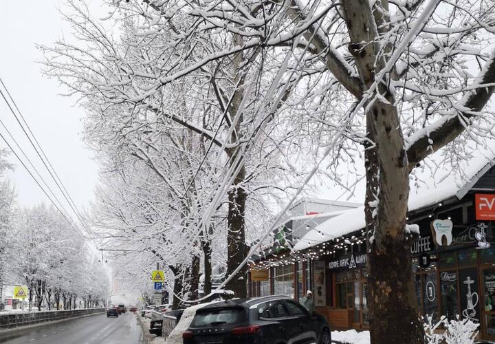 Падают деревья и провисают провода под тяжестью мокрого снега в Краснодаре