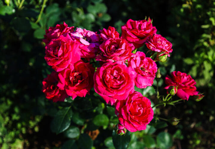 Розы на улице Роз: в Сочи собираются вернуть былую красоту территории в центре города