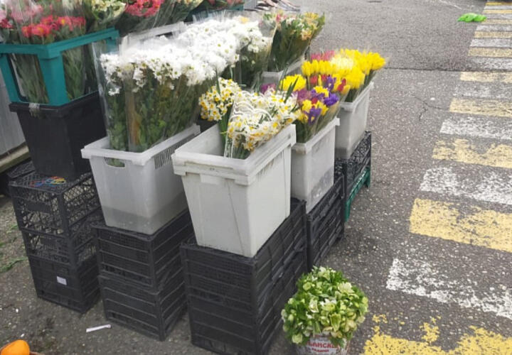 Сиюминутная красота: в Сочи раньше обычного на улицах развернулась торговля краснокнижными первоцветами