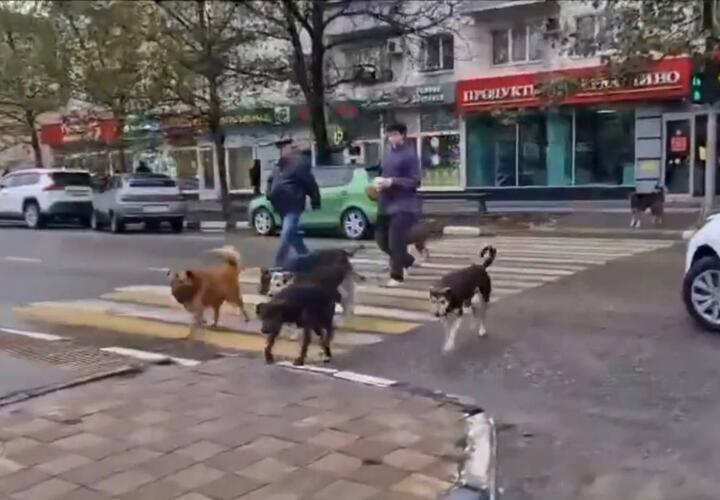 Стая собак переходит дорогу на зелёный свет в Новороссийске