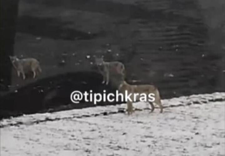 Стая волков на Кубани окружила тракториста в поле под Приморско-Ахтарском