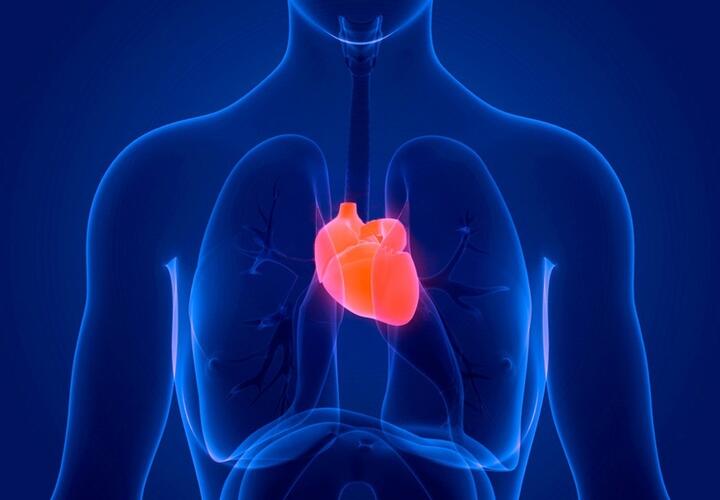 Ученые рассказали, что может привести к внезапной остановке сердца