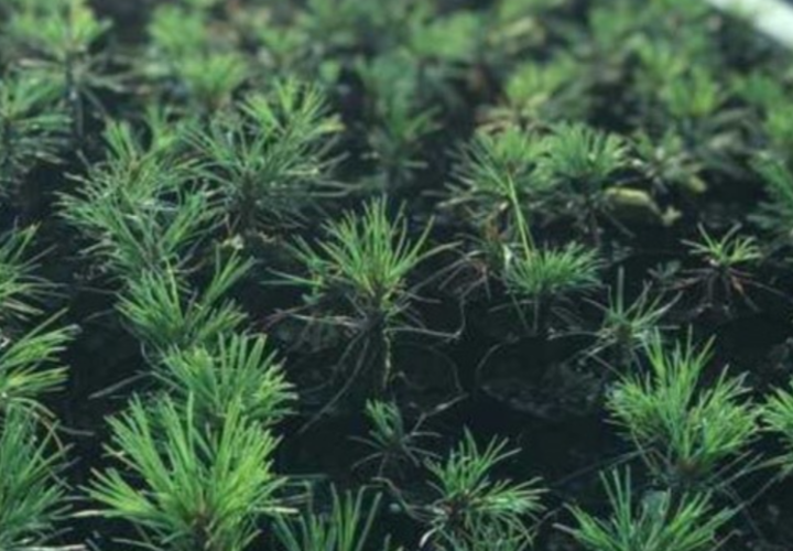 В Геленджике раздают саженцы сибирского кедра