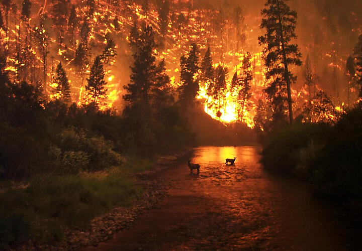 В Геленджике мужчина заплатит 12 миллионов за то, что сжег лес