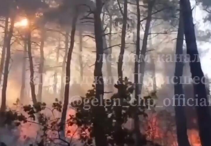 В Геленджике вновь вспыхнул природный пожар