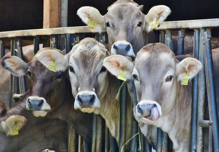 В Краснодарском крае массово будут забивать скот из-за смертельной инфекции