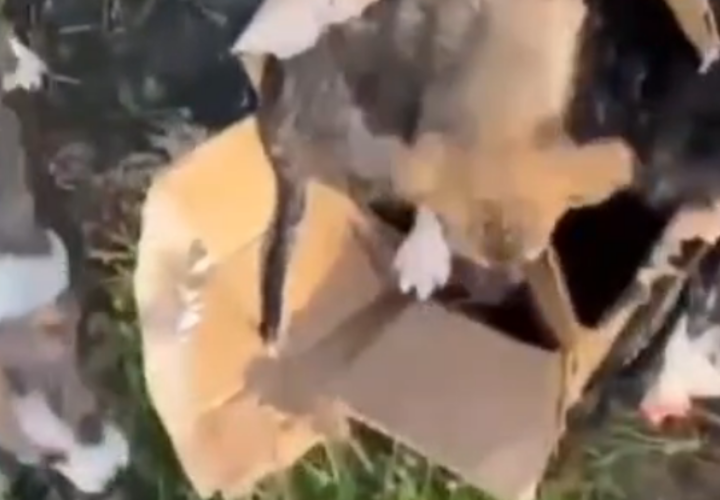 В Краснодарском крае пенсионерка топила щенков в озере и теперь может оказаться в тюрьме