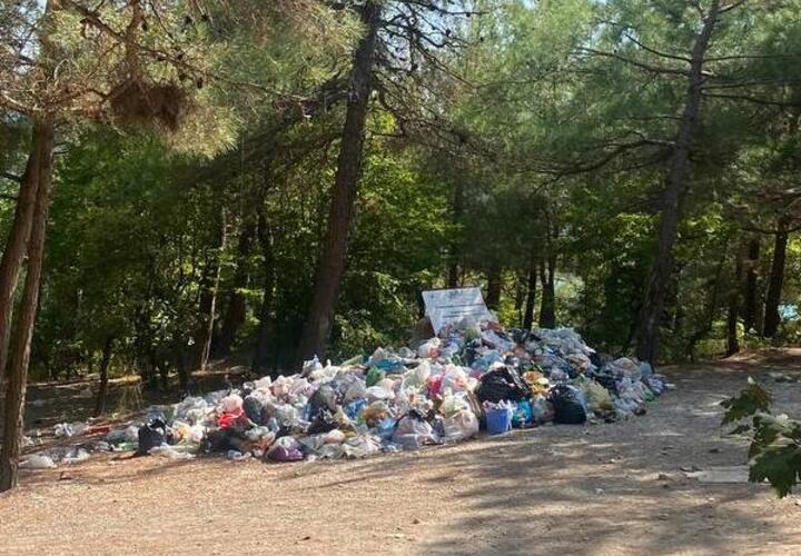 В краснокнижном лесу Геленджика устроили мусорную свалку