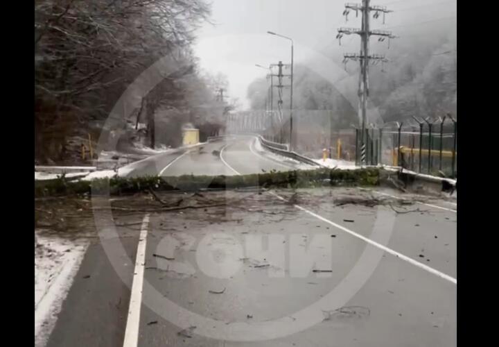 В Сочи ствол дерева рухнул на трассу, перекрыв проезд на Красную Поляну