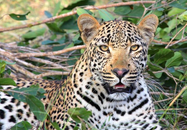 В Сочи трехлапая самка леопарда снова беременна
