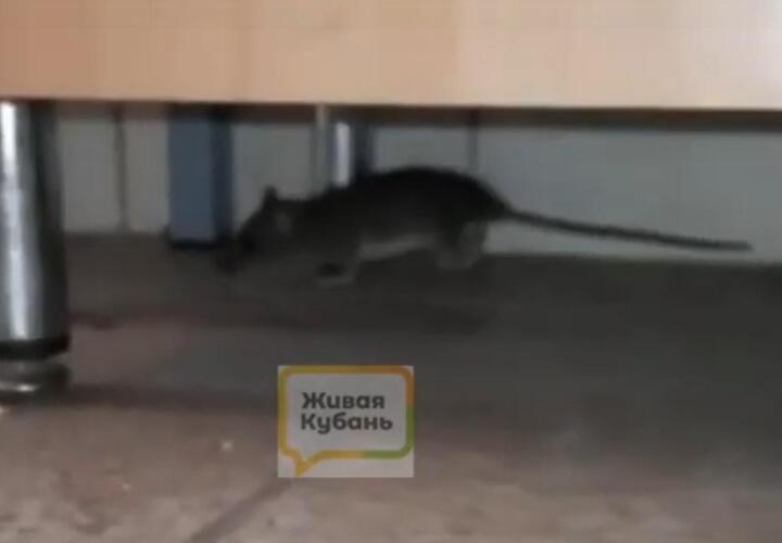 Власти Геленджика прокомментировали видео с крысой в детском саду