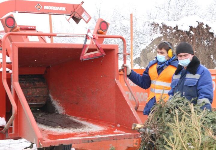 Власти Краснодара предложили горожанам сдать новогодние елки на переработку