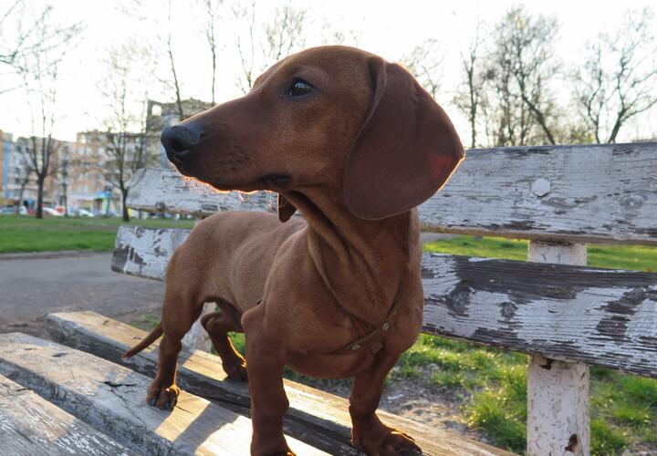 За кражу собаки житель Новороссийска может оказаться за тюремной решеткой