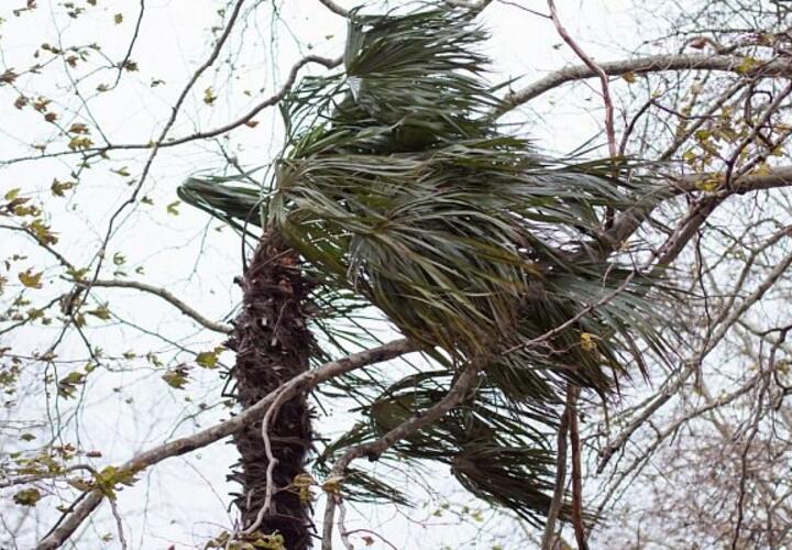 Жителей Сочи предупредили об усилении ветра