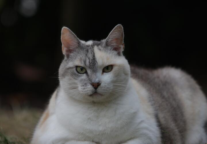 Как помочь похудеть домашней кошке, рассказал ветеринар