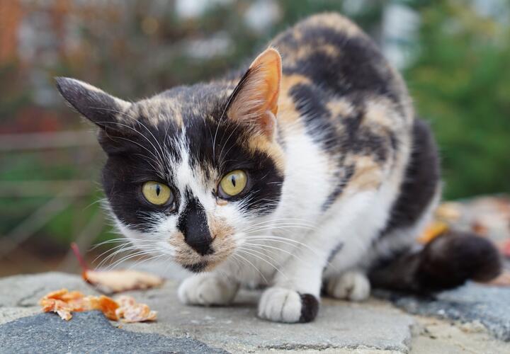 Кошатница в Сочи делала закладки наркотиков