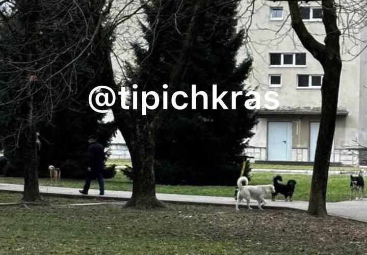 Кусают даже чипированные: от бездомных хищников в Краснодаре страдают дети, пенсионеры и велосипедисты