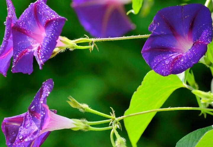 Любимый кубанскими садоводами цветок признали наркотиком 