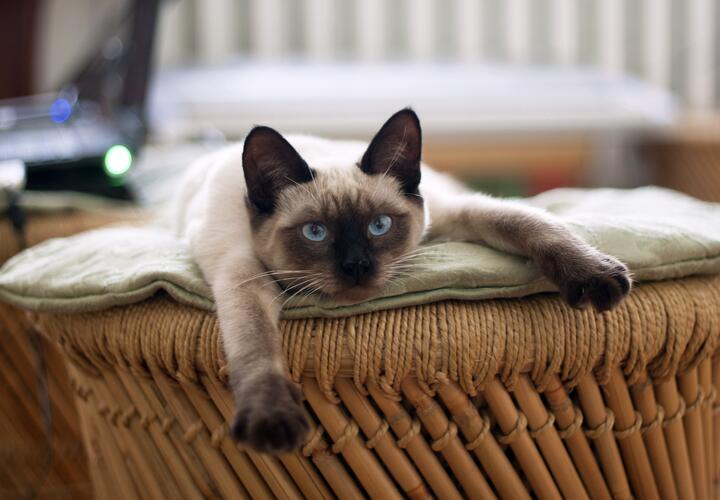 Мурчание кошки влияет на здоровье хозяина, рассказали учёные